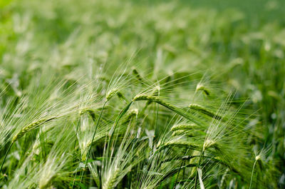 Close-up of wheat growing on field