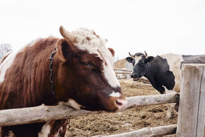 Horses standing in pen