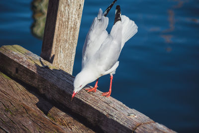 Seagull perching on wooden post