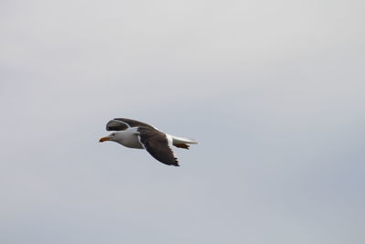 Low angle view of seagull flying in sky