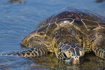 Close-up of turtle swimming in sea