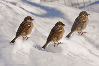 Flock of birds perching on snow