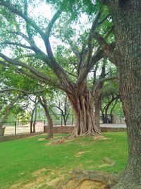 Trees in park