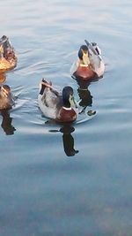 Reflection of birds in water