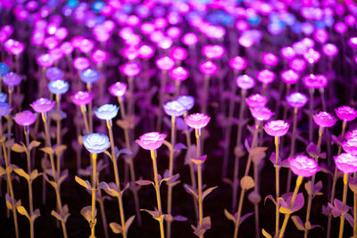 Close-up of pink flowering plants