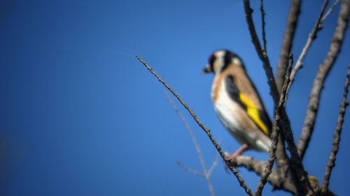 Low angle view of bird against clear blue sky