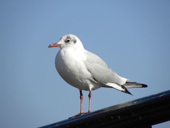 Low angle view of seagull perching on the sky