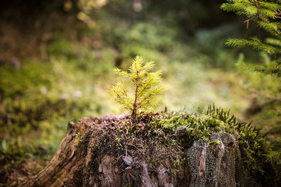 Close-up of lichen growing on tree in forest