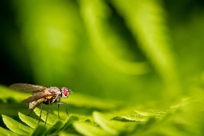 Close-up of insect on plant