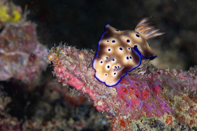 Close-up of nudibranch sea slug