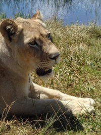 Close-up of lion sitting on grass