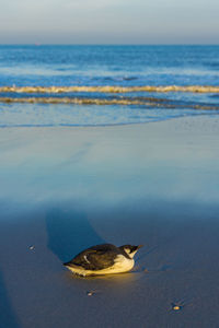 View of bird on beach