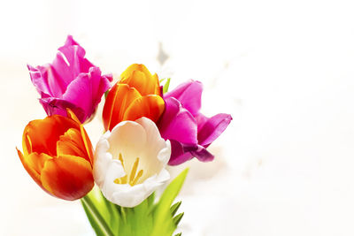 Close-up of pink tulips against white background