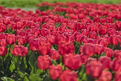 Full frame shot of red tulips