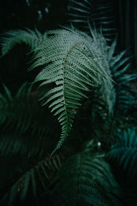 Close-up of fern leaves