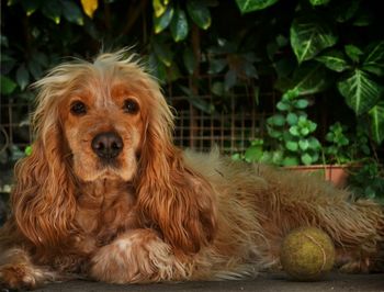 Close-up of portrait of brown cocker spaniel relaxing in yard