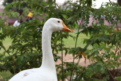 Close-up of a bird