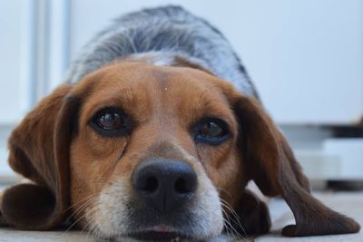 Close-up of dog on floor