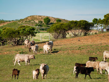 Cows grazing in a field