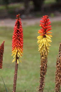 Close-up of red flowering plant on field