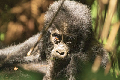 Portrait of a monkey