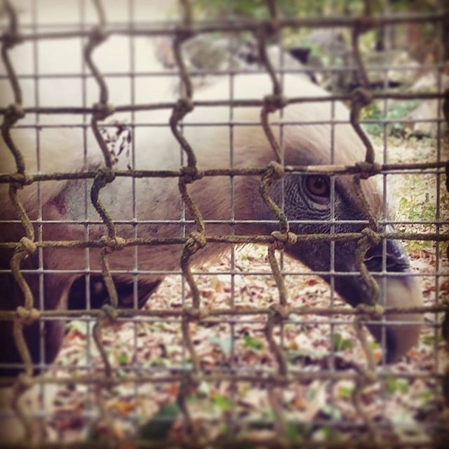 animal themes, one animal, mammal, wildlife, animals in the wild, fence, animals in captivity, zoo, livestock, domestic animals, cage, focus on foreground, animal head, close-up, herbivorous, day, no people, outdoors, animal body part, bird