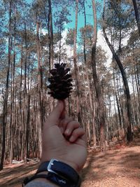 Midsection of person holding plant against trees in forest