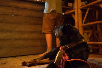 Dog lying by man standing at home