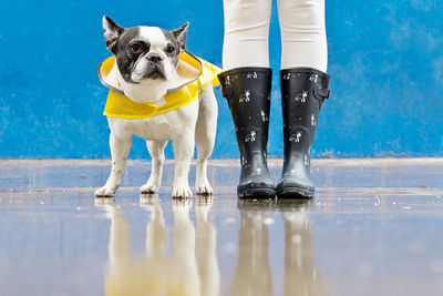 Low section of man with dogs on floor