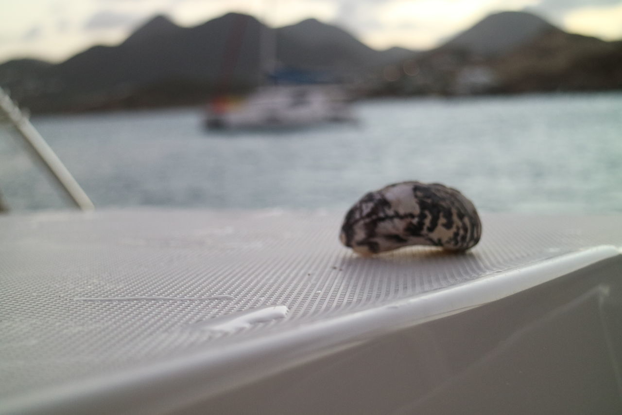 CLOSE-UP OF TURTLE ON SEA