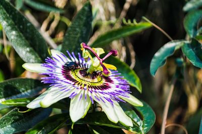 Close-up of purple flower