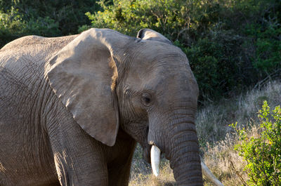 Elephant on field