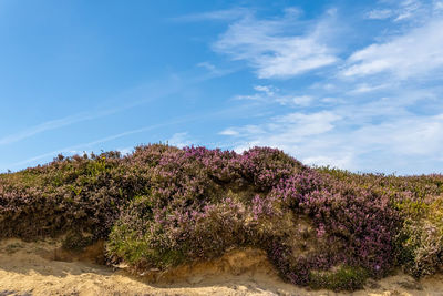 Plants growing on field against blue sky