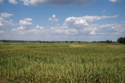 Scenic view of agricultural field against sky