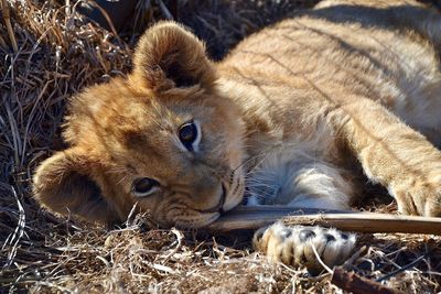 Portrait of lion cub relaxing outdoors