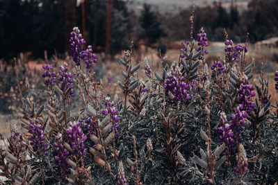 Close-up of purple flowering plants on field