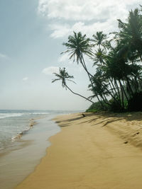 View on a tropical beach and palm trees
