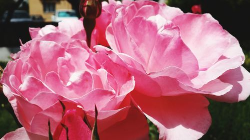 Close-up of pink rose