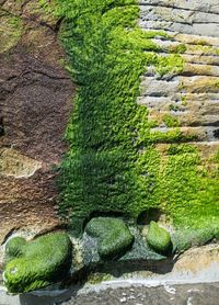 Moss growing on rock against wall