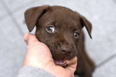 Close-up of hand holding puppy