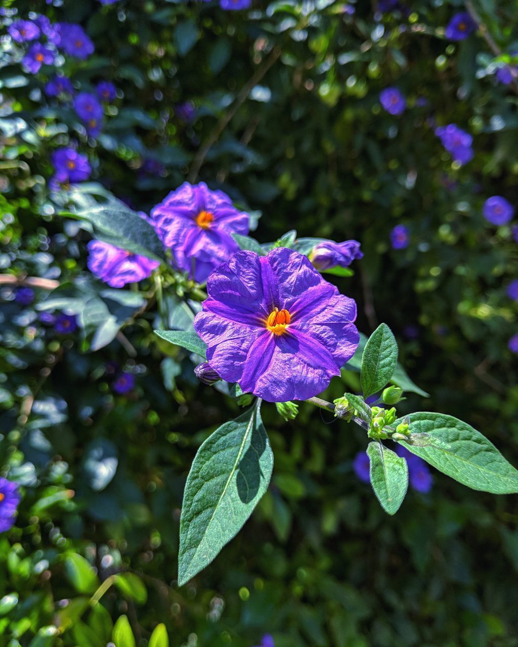 CLOSE-UP OF PURPLE FLOWERING PLANT AGAINST BLUE SKY