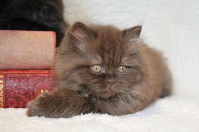 Close-up portrait of cat