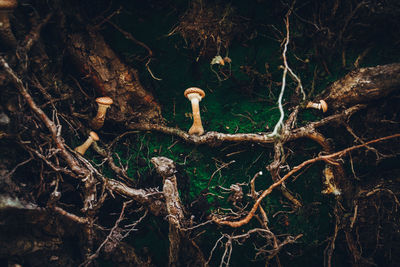 Mushrooms and roots on field 