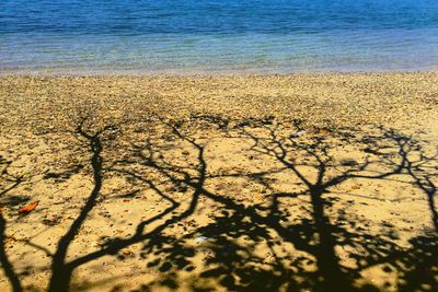 High angle view of plants on beach