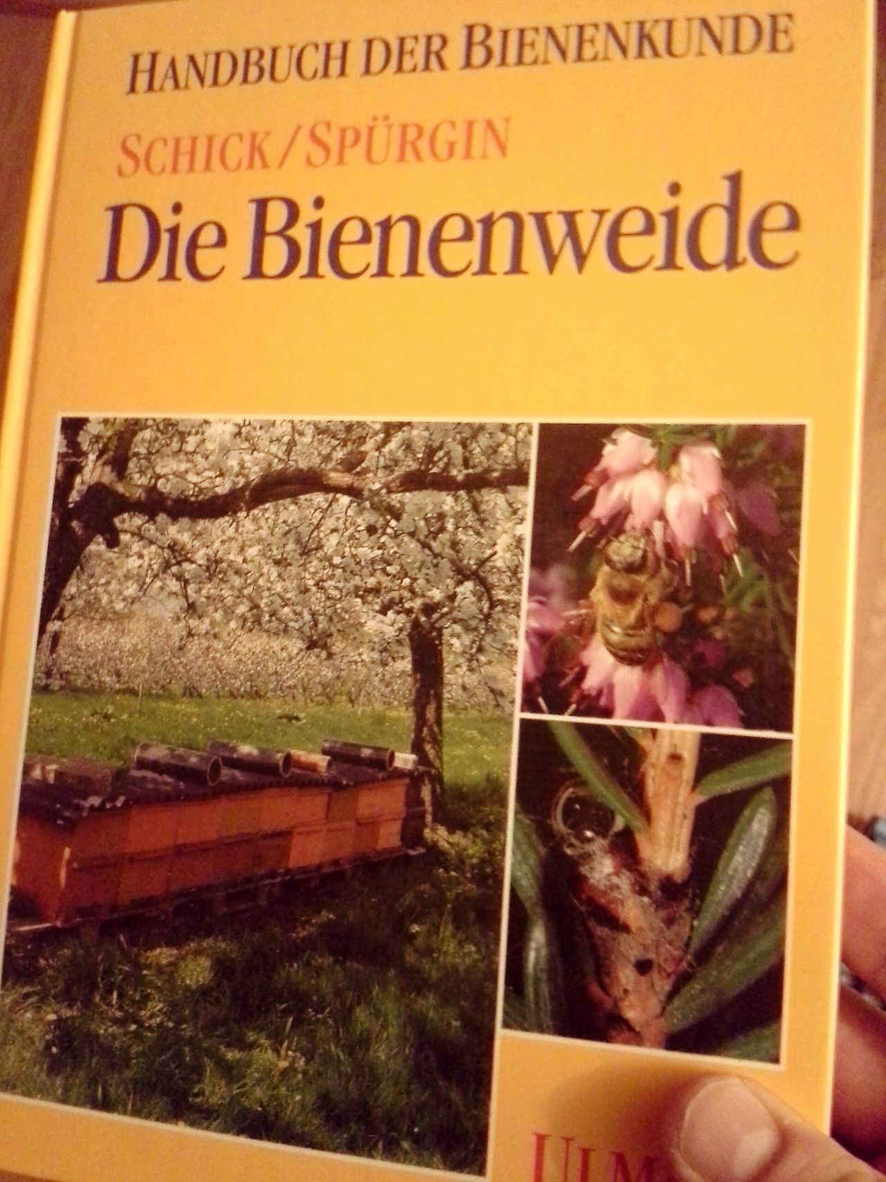 Bienenweide