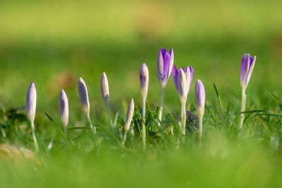 Close-up of purple crocus flowers on field