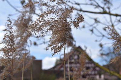 Close-up of tree against sky