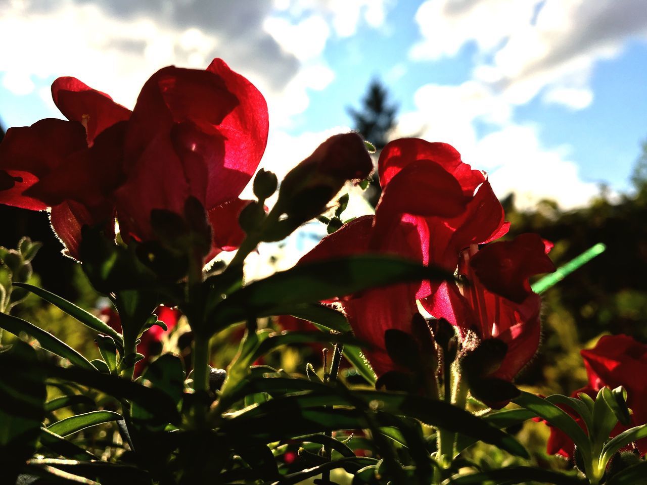 flower, petal, beauty in nature, nature, fragility, red, growth, freshness, flower head, no people, rose - flower, blooming, plant, outdoors, day, low angle view, close-up, bougainvillea, sky