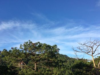 Low angle view of trees against blue sky
