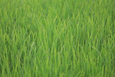 Full frame shot of crops growing on field